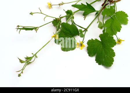 Blutwurzel, Potentilla erecta, sogar Dilledapp, Durmentill, Schlangenwurz, Rotwurz, Dysenterie Wurz, Seven Fingers oder Tormentill. Blutwurzel hat adstringierend, Stockfoto