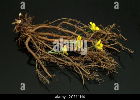 Blutwurzel, Potentilla erecta, sogar Dilledapp, Durmentill, Schlangenwurz, Rotwurz, Dysenterie Wurz, Seven Fingers oder Tormentill. Blutwurzel hat adstringierend, Stockfoto