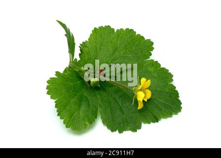 Blutwurzel, Potentilla erecta, sogar Dilledapp, Durmentill, Schlangenwurz, Rotwurz, Dysenterie Wurz, Seven Fingers oder Tormentill. Blutwurzel hat adstringierend, Stockfoto