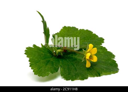 Blutwurzel, Potentilla erecta, sogar Dilledapp, Durmentill, Schlangenwurz, Rotwurz, Dysenterie Wurz, Seven Fingers oder Tormentill. Blutwurzel hat adstringierend, Stockfoto