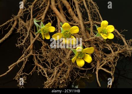 Blutwurzel, Potentilla erecta, sogar Dilledapp, Durmentill, Schlangenwurz, Rotwurz, Dysenterie Wurz, Seven Fingers oder Tormentill. Blutwurzel hat adstringierend, Stockfoto