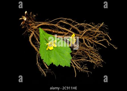 Blutwurzel, Potentilla erecta, sogar Dilledapp, Durmentill, Schlangenwurz, Rotwurz, Dysenterie Wurz, Seven Fingers oder Tormentill. Blutwurzel hat adstringierend, Stockfoto