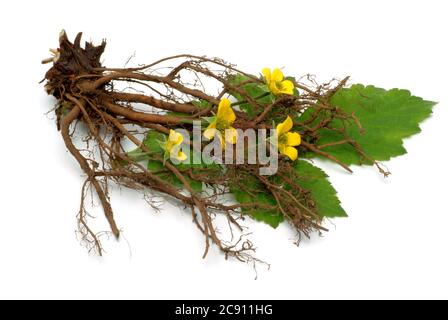 Blutwurzel, Potentilla erecta, sogar Dilledapp, Durmentill, Schlangenwurz, Rotwurz, Dysenterie Wurz, Seven Fingers oder Tormentill. Blutwurzel hat adstringierend, Stockfoto