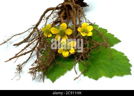 Blutwurzel, Potentilla erecta, sogar Dilledapp, Durmentill, Schlangenwurz, Rotwurz, Dysenterie Wurz, Seven Fingers oder Tormentill. Blutwurzel hat adstringierend, Stockfoto