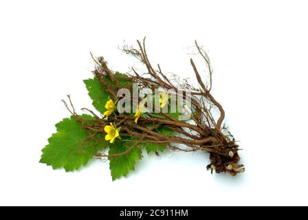 Blutwurzel, Potentilla erecta, sogar Dilledapp, Durmentill, Schlangenwurz, Rotwurz, Dysenterie Wurz, Seven Fingers oder Tormentill. Blutwurzel hat adstringierend, Stockfoto