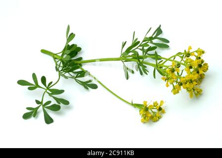 Rue, Ruta graveolens. Die Rue war im Mittelalter eine sehr geschätzte Heilpflanze. Es sollte bei Augenkrankheiten, sowie bei Ohrenschmerzen und Wurm helfen Stockfoto