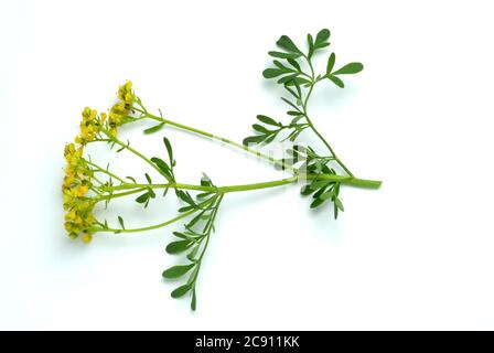 Rue, Ruta graveolens. Die Rue war im Mittelalter eine sehr geschätzte Heilpflanze. Es sollte bei Augenkrankheiten, sowie bei Ohrenschmerzen und Wurm helfen Stockfoto