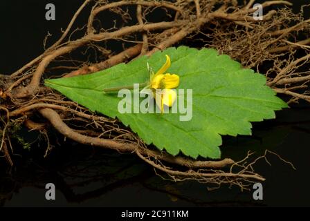 Blutwurzel, Potentilla erecta, sogar Dilledapp, Durmentill, Schlangenwurz, Rotwurz, Dysenterie Wurz, Seven Fingers oder Tormentill. Blutwurzel hat adstringierend, Stockfoto