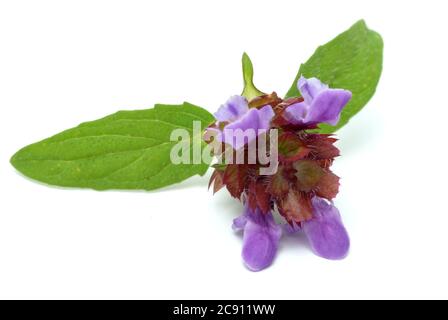 Kleine Braunelle sogar Brunelle, Prunella vulgaris. Heilpflanze: Seine ätherischen Öle und Tannine werden unter anderem gegen Atemwegserkrankungen A verwendet Stockfoto