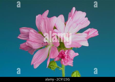 Malve, Moschus, Heilpflanze, aromatische Pflanze, medizinische Verwendung, Moschus Malve, Pflanze Heilpflanze, Kraut, Malva moschata Malva moscata / , Malve, Moschusmal Stockfoto