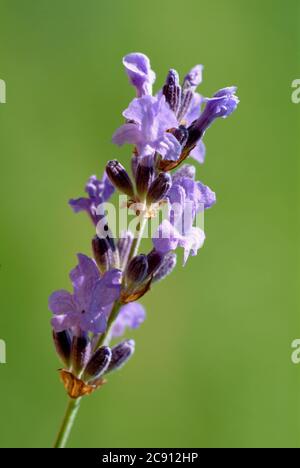 Lavandula angustifolia oder schmal-Lavendel, Lavandula angustifolia, SYN. Lavandula officinalis, Lavandula Vera. Lavendelblüten leicht beruhigend, BL§ Stockfoto