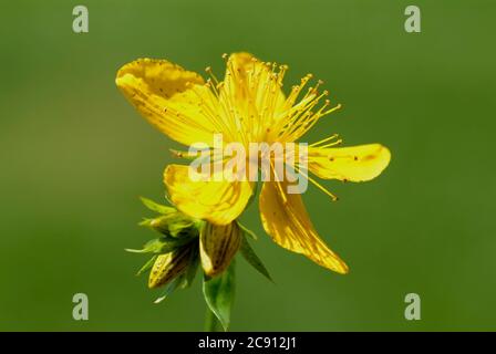 Johanniskraut, Hypericum perforatum auch wahre Johanniskraut, Real-John's Wort, Common Johanniskraut, perforierte Johanniskraut, Johanniskraut oder d Stockfoto