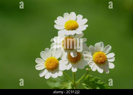 Feverfew, Tanacetum parthenium, SYN .: Chrysantheme parthenium, Falsche Kamille, Zierkamille oder Feverfew. Die Blätter der Feverfew können sich verringern Stockfoto