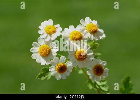 Feverfew, Tanacetum parthenium, SYN .: Chrysantheme parthenium, Falsche Kamille, Zierkamille oder Feverfew. Die Blätter der Feverfew können sich verringern Stockfoto