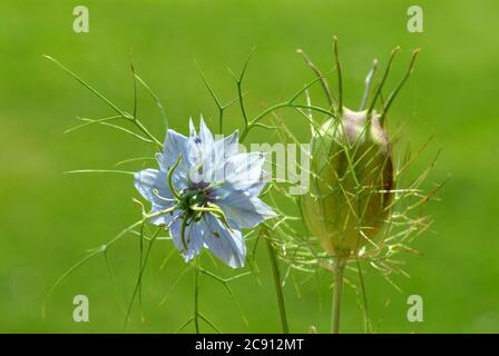 Nigella sativa, Nigella sativa. Seit mehr als 2,000 Jahren wird Schwarzkümmel im Orient als pfefferartige Würze und Medizin verwendet. Reines Schwarzkümmelöl Stockfoto