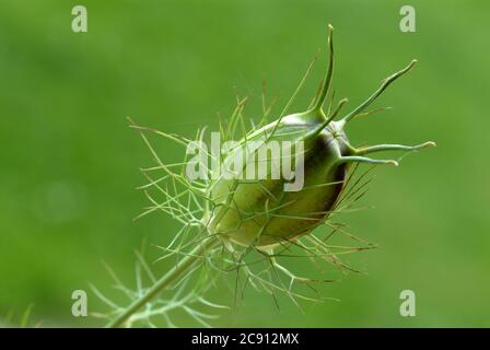 Nigella sativa, Nigella sativa. Seit mehr als 2,000 Jahren wird Schwarzkümmel im Orient als pfefferartige Würze und Medizin verwendet. Reines Schwarzkümmelöl Stockfoto