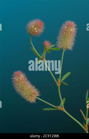 Trifolium arvense, Trifolium arvense. Beliebt ist er auch Acker Clover, Klee Katzen oder Mäuse Clover, und, wegen seiner Wirkung gegen Durchfall, als St. Stockfoto