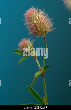 Trifolium arvense, Trifolium arvense. Beliebt ist er auch Acker Clover, Klee Katzen oder Mäuse Clover, und, wegen seiner Wirkung gegen Durchfall, als St. Stockfoto