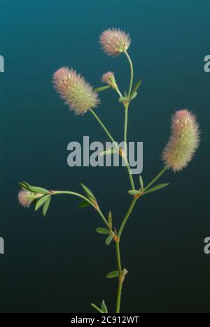 Trifolium arvense, Trifolium arvense. Beliebt ist er auch Acker Clover, Klee Katzen oder Mäuse Clover, und, wegen seiner Wirkung gegen Durchfall, als St. Stockfoto