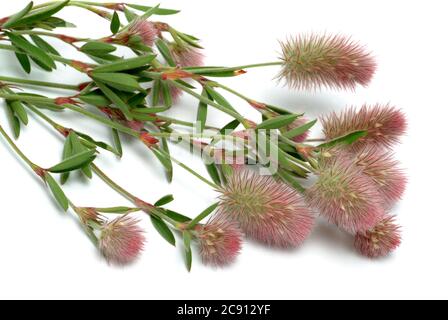 Trifolium arvense, Trifolium arvense. Beliebt ist er auch Acker Clover, Klee Katzen oder Mäuse Clover, und, wegen seiner Wirkung gegen Durchfall, als St. Stockfoto