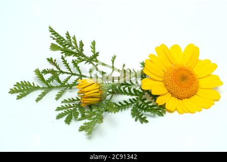 Faerberkamille, Anthemis tinctoria, SYN. Cota tinctoria, Dyer's Kamille. Die Faerberkamille ist eine alte Farbstoffpflanze, deren Blütenköpfe werden verwendet, um wo Stockfoto