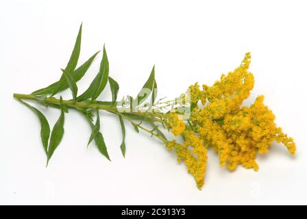 Goldrute, Goldrute oder echte Goldrute, Solidago virgaurea. Goldrute wird als Heilkraut für Blasenerkrankungen und Nierenerkrankungen verwendet Stockfoto