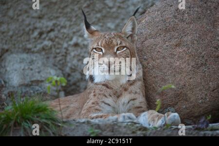 Eurasischer Luchs Lynx schaut in die Kamera. Wilde Natur und wilde Tiere Themen Stockfoto