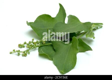 Schildsorrel, Rumex scutatus. Der Schilddock ist reich an Vitamin C und Calciumoxalat. Er wurde als officinaler Herba romana benutzt. Es wird auch als Gewürz verwendet Stockfoto