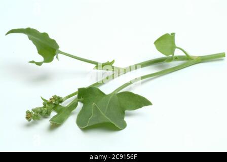 Schildsorrel, Rumex scutatus. Der Schilddock ist reich an Vitamin C und Calciumoxalat. Er wurde als officinaler Herba romana benutzt. Es wird auch als Gewürz verwendet Stockfoto