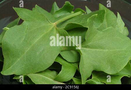 Schildsorrel, Rumex scutatus. Der Schilddock ist reich an Vitamin C und Calciumoxalat. Er wurde als officinaler Herba romana benutzt. Es wird auch als Gewürz verwendet Stockfoto