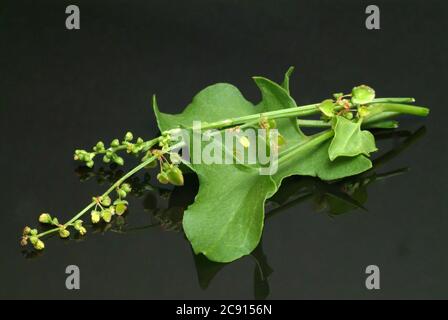 Schildsorrel, Rumex scutatus. Der Schilddock ist reich an Vitamin C und Calciumoxalat. Er wurde als officinaler Herba romana benutzt. Es wird auch als Gewürz verwendet Stockfoto