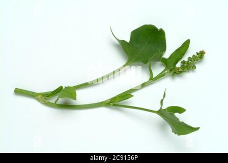 Schildsorrel, Rumex scutatus. Der Schilddock ist reich an Vitamin C und Calciumoxalat. Er wurde als officinaler Herba romana benutzt. Es wird auch als Gewürz verwendet Stockfoto