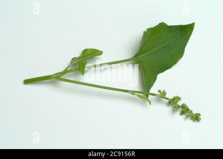 Schildsorrel, Rumex scutatus. Der Schilddock ist reich an Vitamin C und Calciumoxalat. Er wurde als officinaler Herba romana benutzt. Es wird auch als Gewürz verwendet Stockfoto