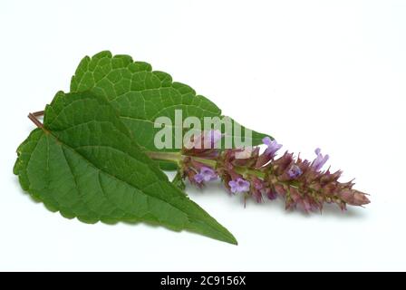 Agastache rugosa, Agastache rugosa, koreanische Schale. Wird in Ostasien und Nordamerika als Heilpflanze, Kräuter und aromatische Pflanze verwendet. / , Ostasiati Stockfoto