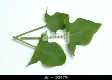 Schildsorrel, Rumex scutatus. Der Schilddock ist reich an Vitamin C und Calciumoxalat. Er wurde als officinaler Herba romana benutzt. Es wird auch als Gewürz verwendet Stockfoto