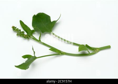 Schildsorrel, Rumex scutatus. Der Schilddock ist reich an Vitamin C und Calciumoxalat. Er wurde als officinaler Herba romana benutzt. Es wird auch als Gewürz verwendet Stockfoto