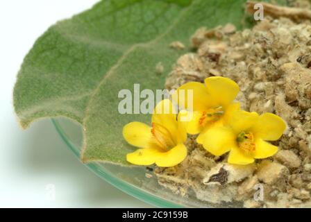 Densiflorum blühende Königskerze, Verbascum. Wegen der Schleimbildung und Saponine die Blüten medizinisch für Husten Förderung als Auswurf und Reizabl Stockfoto