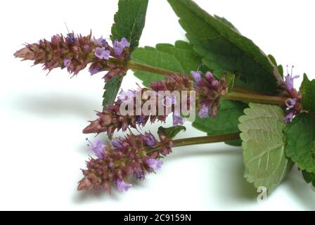 Agastache rugosa, Agastache rugosa, koreanische Schale. Wird in Ostasien und Nordamerika als Heilpflanze, Kräuter und aromatische Pflanze verwendet. / , Ostasiati Stockfoto