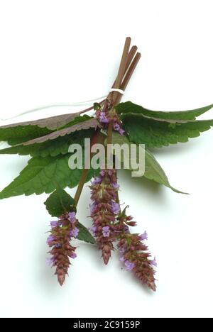 Agastache rugosa, Agastache rugosa, koreanische Schale. Wird in Ostasien und Nordamerika als Heilpflanze, Kräuter und aromatische Pflanze verwendet. / , Ostasiati Stockfoto