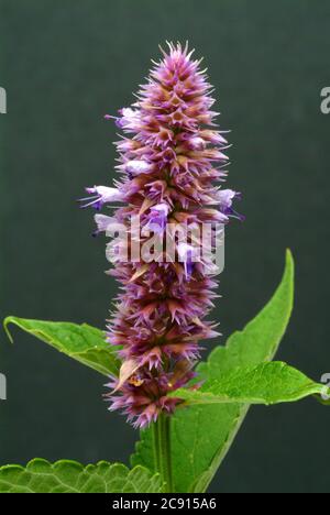 Agastache rugosa, Agastache rugosa, koreanische Schale. Wird in Ostasien und Nordamerika als Heilpflanze, Kräuter und aromatische Pflanze verwendet. / , Ostasiati Stockfoto