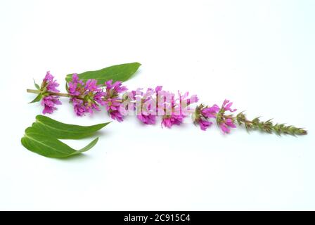 Gewöhnlicher Loosestreif, Lythrum salicaria. Der Loosestraf wird seit der Antike als Heilpflanze verwendet. Als Heilmittel Blüten und das Rhizom o Stockfoto