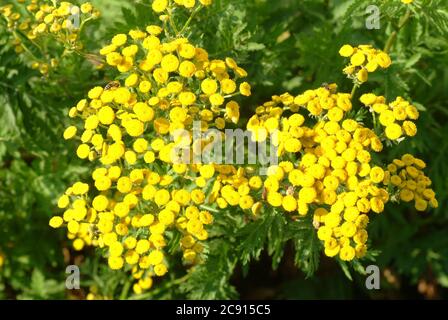 'Tansy, vulgare Tanacetum, SYN .: Chrysantheme vulgare, tansy. Früher wurde der Tangy bei Wurmkrankheiten eingesetzt; Extrakte aus dem Tangy können hemmen Stockfoto