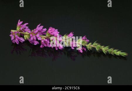 Gewöhnlicher Loosestreif, Lythrum salicaria. Der Loosestraf wird seit der Antike als Heilpflanze verwendet. Als Heilmittel Blüten und das Rhizom o Stockfoto