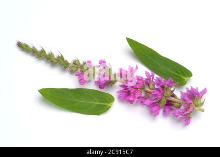 Gewöhnlicher Loosestreif, Lythrum salicaria. Der Loosestraf wird seit der Antike als Heilpflanze verwendet. Als Heilmittel Blüten und das Rhizom o Stockfoto