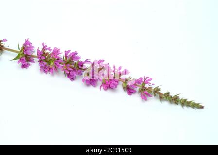 Gewöhnlicher Loosestreif, Lythrum salicaria. Der Loosestraf wird seit der Antike als Heilpflanze verwendet. Als Heilmittel Blüten und das Rhizom o Stockfoto