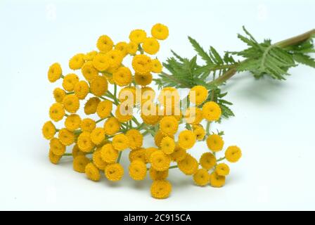 'Tansy, vulgare Tanacetum, SYN .: Chrysantheme vulgare, tansy. Früher wurde der Tangy bei Wurmkrankheiten eingesetzt; Extrakte aus dem Tangy können hemmen Stockfoto
