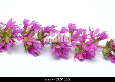 Gewöhnlicher Loosestreif, Lythrum salicaria. Der Loosestraf wird seit der Antike als Heilpflanze verwendet. Als Heilmittel Blüten und das Rhizom o Stockfoto