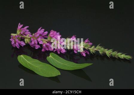 Gewöhnlicher Loosestreif, Lythrum salicaria. Der Loosestraf wird seit der Antike als Heilpflanze verwendet. Als Heilmittel Blüten und das Rhizom o Stockfoto