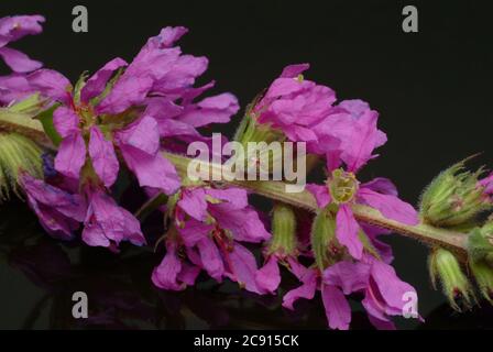 Gewöhnlicher Loosestreif, Lythrum salicaria. Der Loosestraf wird seit der Antike als Heilpflanze verwendet. Als Heilmittel Blüten und das Rhizom o Stockfoto