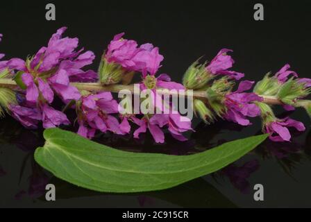 Gewöhnlicher Loosestreif, Lythrum salicaria. Der Loosestraf wird seit der Antike als Heilpflanze verwendet. Als Heilmittel Blüten und das Rhizom o Stockfoto